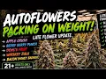 BUDGET FLOWER LOOKING THIS GOOD Glaciers Pink Certz Alien Breath 21
