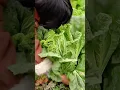 Lagu harvesting fresh green cabbage from the fertile soil in the garden to be cleaned and then consumed