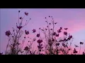 Tame Impala - Elephant [Lyrics]