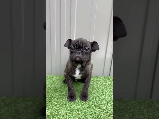 動画