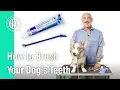 How to Brush your dog s teeth - AKC Vet s Corner