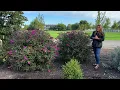 Miss Ruby Butterfly Bush