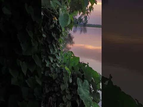 🌹🌺💗🎋🤝💐🌻💯