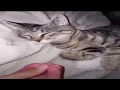 Why the HECK is him so EEPY - Daily Dose Of Cat 1