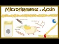 Actin polymerization Micro filament assembly