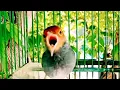Download Lagu MASTERAN JITU‼️SUARA Pikat prenjak KEPALA MERAH gacor Ngotot TARUNG memanggil lawan