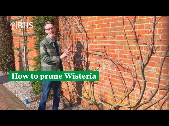 Wisteria Pruning Guide | RHS Advice