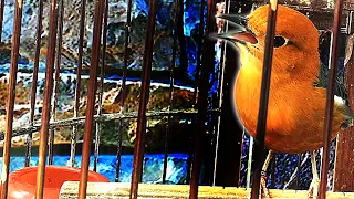 Download Cricitan ANIS MERAH Jantan Ampuh Untuk Terapi Burung Lain Agar Ikutan Gacor || Losgan Pokoke MP3