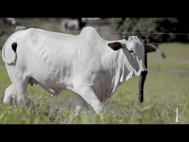 Novilha Nelore AFOM - 6113