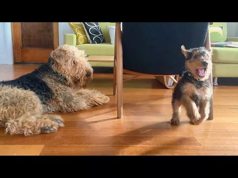 Download MP3 Airedale puppy play time!