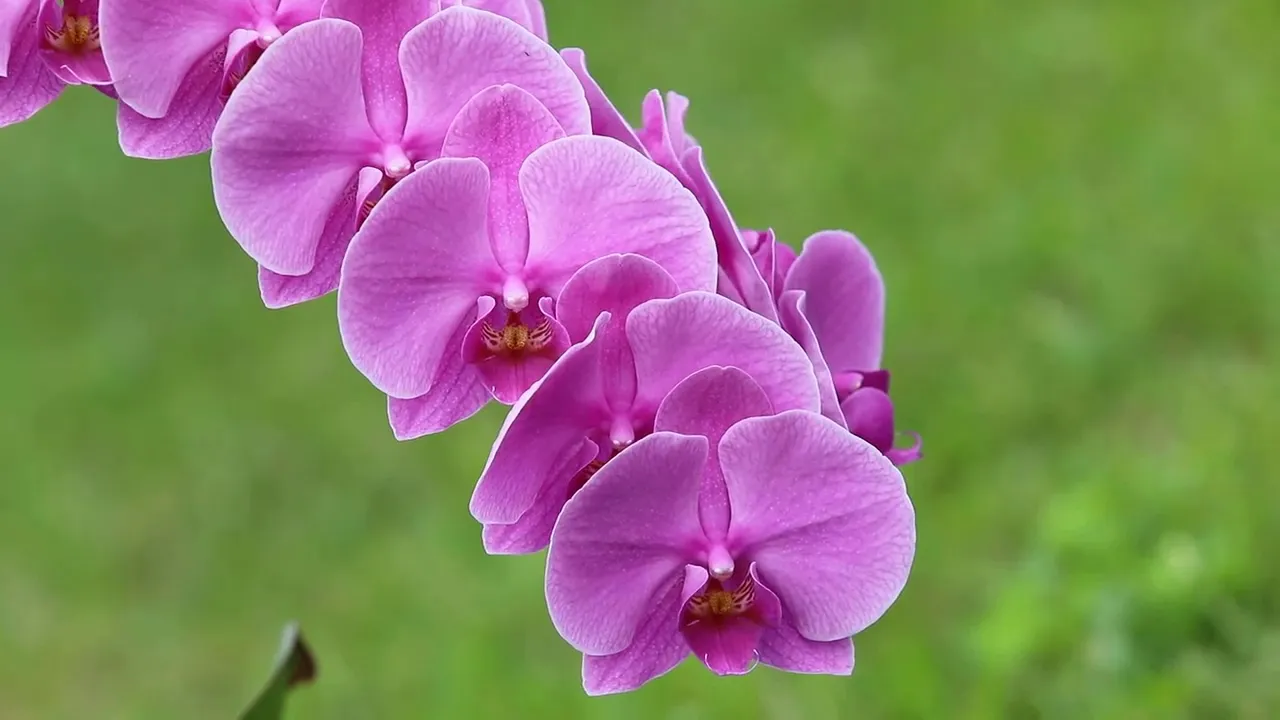 COMO CUIDAR DE ORQUÍDEAS COM ESSAS 9 DICAS SIMPLES, SUAS ORQUÍDEAS TEREM FLORES LINDAS