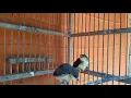 suara anakan burung prenjak bambu/prenjak alas
