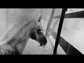 ZIAD ZAZA - Bent el eh | زياد ظاظا - بنت الإيه