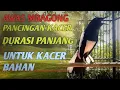 Download Lagu 🔴 TERAPI MENAIKAN MENTAL KACER YANG DOWN DAN LOYO | PALING EFEKTIF DURASI PANJANG‼️