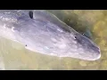Fiblink Catfishing Rod https www amazon B0D78KJQHX