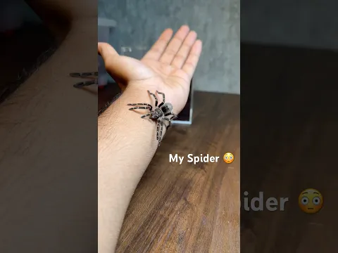 Spider Update! #indianfishguy #animals #pets #tarantula #spider