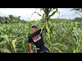Lagu SUCCESSFUL CORN GARDENING EXPERIENCE IN KALIMANTAN