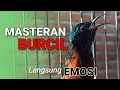 Lagu MASTERAN BURCIL || KOLIBRI NINJA GACOR BIKIN EMOSI MUDAH MASUK