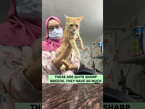 indie cat special grooming session ππΎπ©·β€οΈ #youtubeshorts