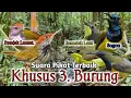 Download Lagu Suara Pikat Burung Prenjak Lumut \u0026 Sogon+Remetuk Laut. AMPUH..