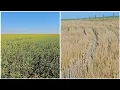 Download Lagu South Farm Crop Update