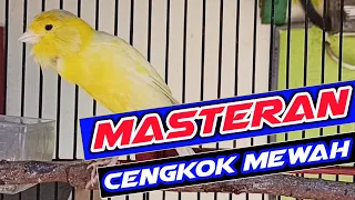 Download MASTERAN KENARI CENGKOK MEWAH DURASI PANJANG, MASTERAN PAUD KENARI MP3