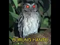 Download Lagu SUARA BURUNG HANTU..SEREM BANGET 😅 #shorts