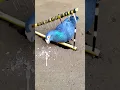 Download Lagu Pigeon trap | DIY bird trap using bamboo | bird trap technique #bamboo #shorts