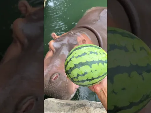 شاهد كيف ياكل فرس النهر البطيخ 😮