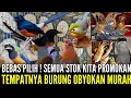 Download Lagu 🔴 BANYAK BURUNG OBYOKAN PROSPEK DIJUAL PROMO 0838-7553-6945