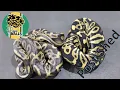 Ball Pythons Post Shed