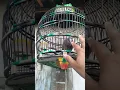 Download Lagu DERUK PUTER GENI JINAK GACOR MAEN TANGAN || PUTER LUMUT JINAK GACOR || PUTER HUTAN JINAK GACOR