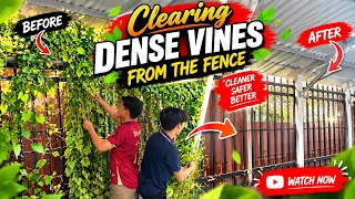 Clearing Dense Vines from the Fence