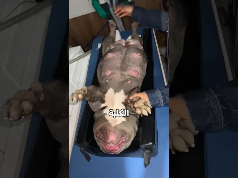 ولادة الكلبة هتوجع قلبك🥹❤️‍🩹