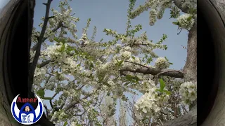 ياطير الطاير سلم ع ضيعتنا مزرعة دير العشائر 