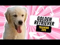 3 TIPS FOR TRAINING YOUR GOLDEN RETRIEVER