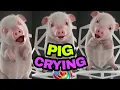 Download Lagu Pig crying funny video #SHORTS(@TiprasaHappyChanelTHC)