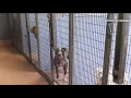 Humane Society waives reclaiming fees