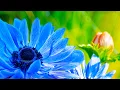 Download Lagu Morning Relaxing Music - Peaceful and Relaxing Piano Music (Julia)