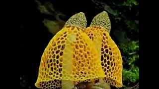 انظر الى قدرة الله في خلقة 