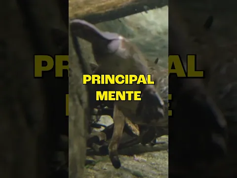 os ORNITORRINCOS SOLTAM VENENO pelas PATAS! #curiosidades #animais #ciencia