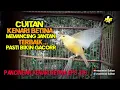 Download Lagu PANCINGAN KENARI BETINA MEMANGGIL JANTAN EPS 316#pancingankenaribetina #kicaumania #masteran 