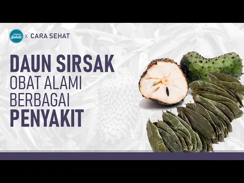 Olah Daun Sirsak Untuk Tumpas Penyakit