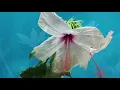Spring Morning Music with Piano and Water Sounds | Meditation, Yoga
