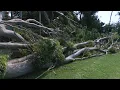 Maui families trapped for days after Lala s winds topple 75-foot tree utility lines