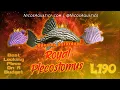 Species Saturday Royal Pleco L190 Best looking Pleco on a budget