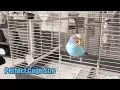 What Is the Perfect Cage Size for Two Budgies