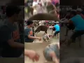 Download Lagu KEJADIAN LUCU SAPI KURBAN SAAT HARI RAYA IDUL ADHA