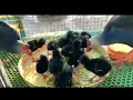 Download Lagu Ternak Burung Mandar Biru, Cocok Sebagai Burung Hias (kalim pakhi)