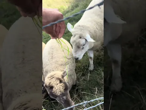 أعرفكم على عبودي صديقي الجديد 🤣 🐑 #العراق